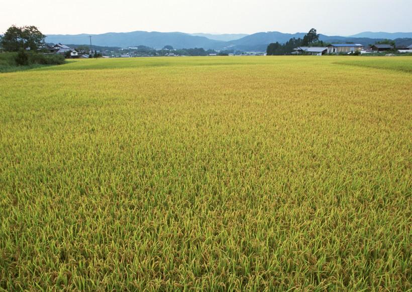水稻稻田图片第8张