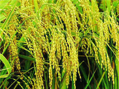 案例一:江苏水稻种植户使用驱鸟剂效果反馈