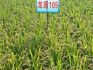 龙盾105水稻种子莲汇农业