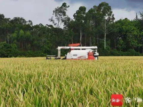 平均亩产904.43公斤 杂交水稻双季亩产3000斤 项目临高试验地测产达到预期目标