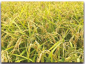 绥粳26水稻种子富尔农艺
